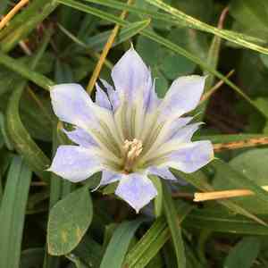 Alpine gentian(Gentiana newberryi)