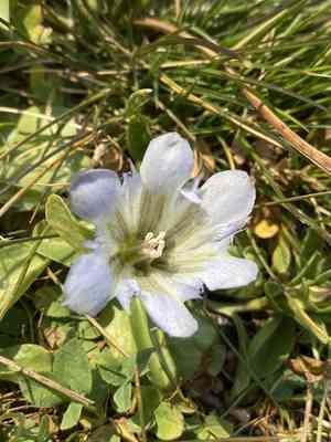 Alpine gentian(Gentiana newberryi)