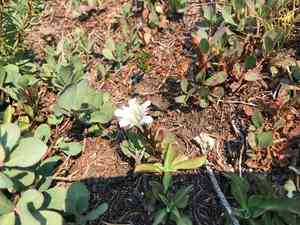 Alpine gentian(Gentiana newberryi)