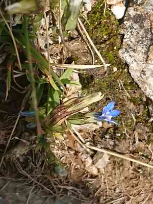 Snow gentian(Gentiana nivalis)