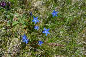Snow gentian(Gentiana nivalis)
