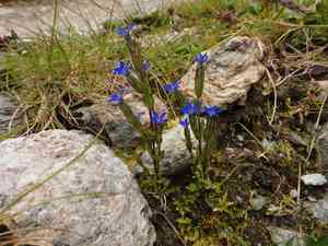 Snow gentian(Gentiana nivalis)