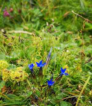 Snow gentian(Gentiana nivalis)