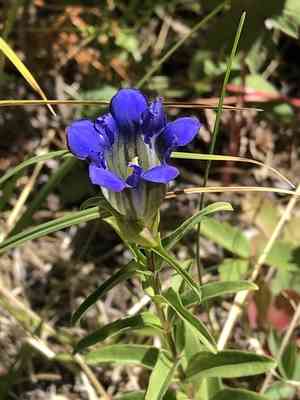 Parry's gentian(Gentiana parryi)