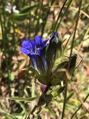 Parry's gentian(Gentiana parryi)
