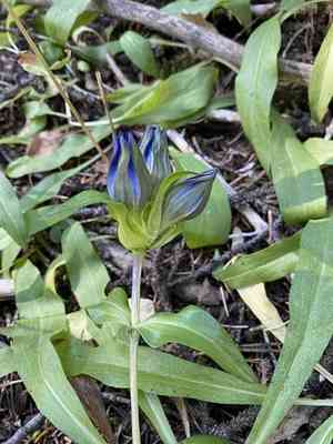 Parry's gentian(Gentiana parryi)