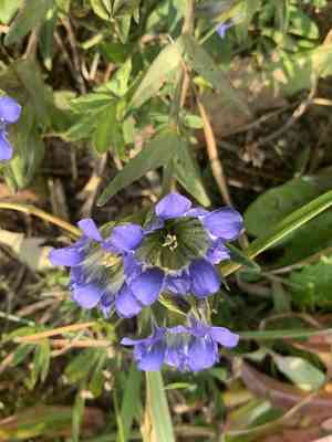 Parry's gentian(Gentiana parryi)