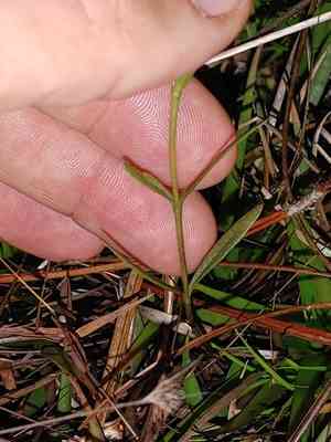 Wiregrass gentian(Gentiana pennelliana)