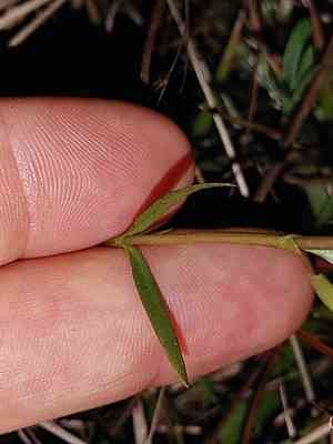 Wiregrass gentian(Gentiana pennelliana)