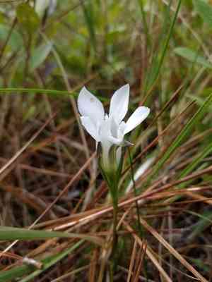 Wiregrass gentian(Gentiana pennelliana)