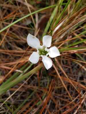 Wiregrass gentian(Gentiana pennelliana)