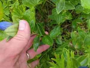Broad-petal gentian(Gentiana platypetala)