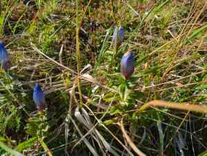 Broad-petal gentian(Gentiana platypetala)