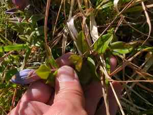 Broad-petal gentian(Gentiana platypetala)