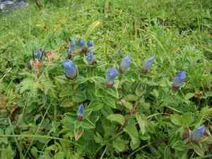 Broad-petal gentian(Gentiana platypetala)