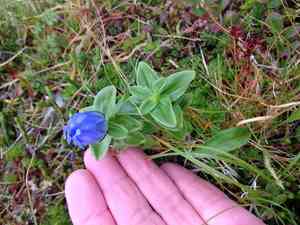 Broad-petal gentian(Gentiana platypetala)