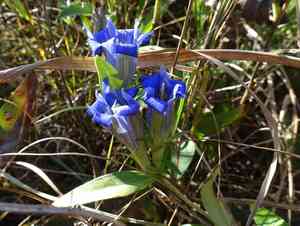 Downy gentian(Gentiana puberulenta)