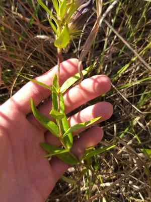 Downy gentian(Gentiana puberulenta)