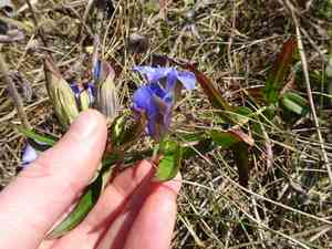 Downy gentian(Gentiana puberulenta)