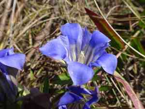 Downy gentian(Gentiana puberulenta)