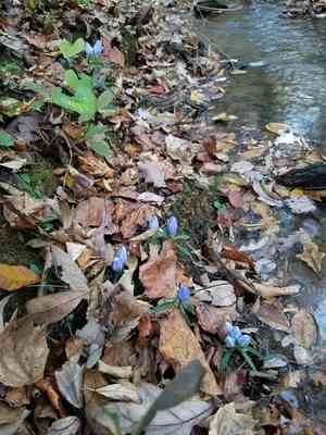 Harvestbells(Gentiana saponaria)