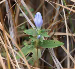 Harvestbells(Gentiana saponaria)
