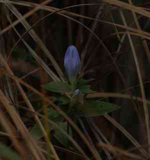 Harvestbells(Gentiana saponaria)