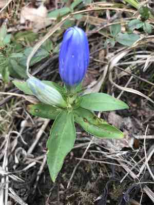 Harvestbells(Gentiana saponaria)
