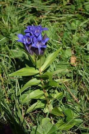 Crested gentian(Gentiana septemfida)