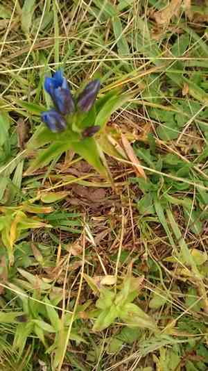 Crested gentian(Gentiana septemfida)