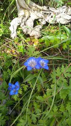 Crested gentian(Gentiana septemfida)