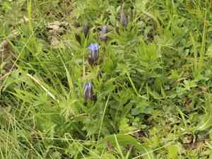 Crested gentian(Gentiana septemfida)