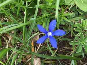 Spring gentian(Gentiana verna)