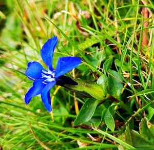 Spring gentian(Gentiana verna)