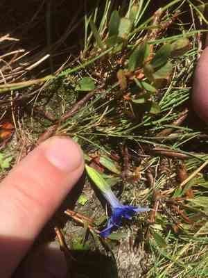 Spring gentian(Gentiana verna)