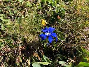 Spring gentian(Gentiana verna)