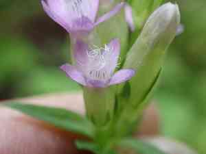 Autumn dwarf gentian(Gentianella amarella)