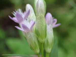 Autumn dwarf gentian(Gentianella amarella)