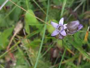 Autumn dwarf gentian(Gentianella amarella)