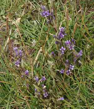 Autumn dwarf gentian(Gentianella amarella)