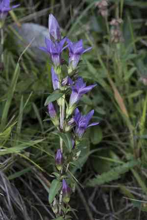 Scarce autumn felwort(Gentianella germanica)