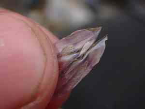 Fourpart dwarf gentian(Gentianella propinqua)