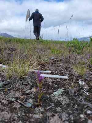 Fourpart dwarf gentian(Gentianella propinqua)