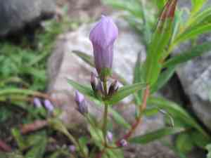 Fourpart dwarf gentian(Gentianella propinqua)