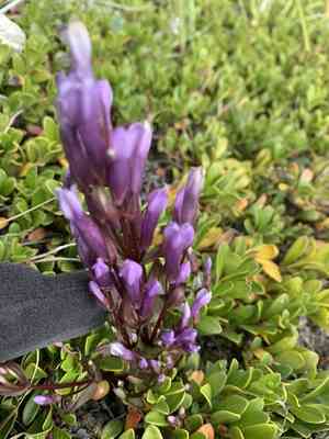 Fourpart dwarf gentian(Gentianella propinqua)