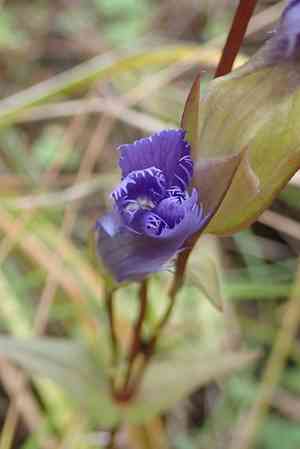 Greater fringed gentian(Gentianopsis crinita)