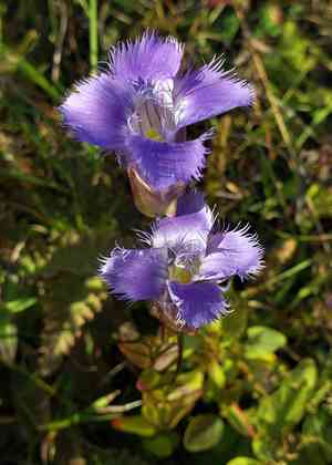 Greater fringed gentian(Gentianopsis crinita)