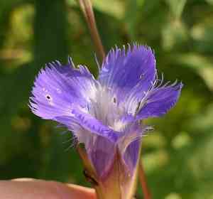 Greater fringed gentian(Gentianopsis crinita)