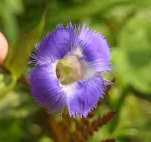 Greater fringed gentian(Gentianopsis crinita)