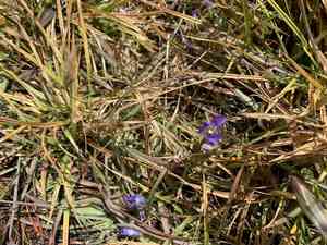 Sierra fringed gentian(Gentianopsis holopetala)